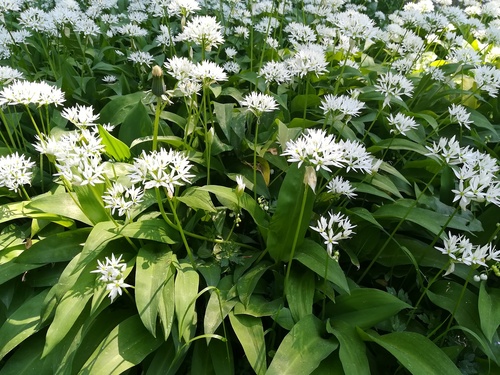 Czosnek niedźwiedzi (allium ursinum)